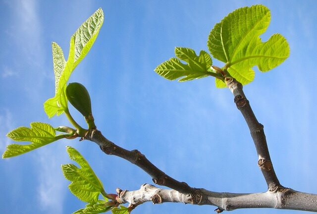 Figentræets uendelige fordele: Fra ernæring til medicinske egenskaber