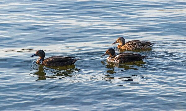 Fra let til ekspert: Sådan træner du dine krydsordsevner