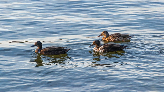 Fra let til ekspert: Sådan træner du dine krydsordsevner